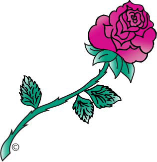 magenta rose
