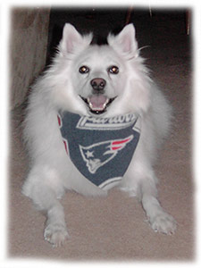 My dog Niko wearing a New England Patriots bandana